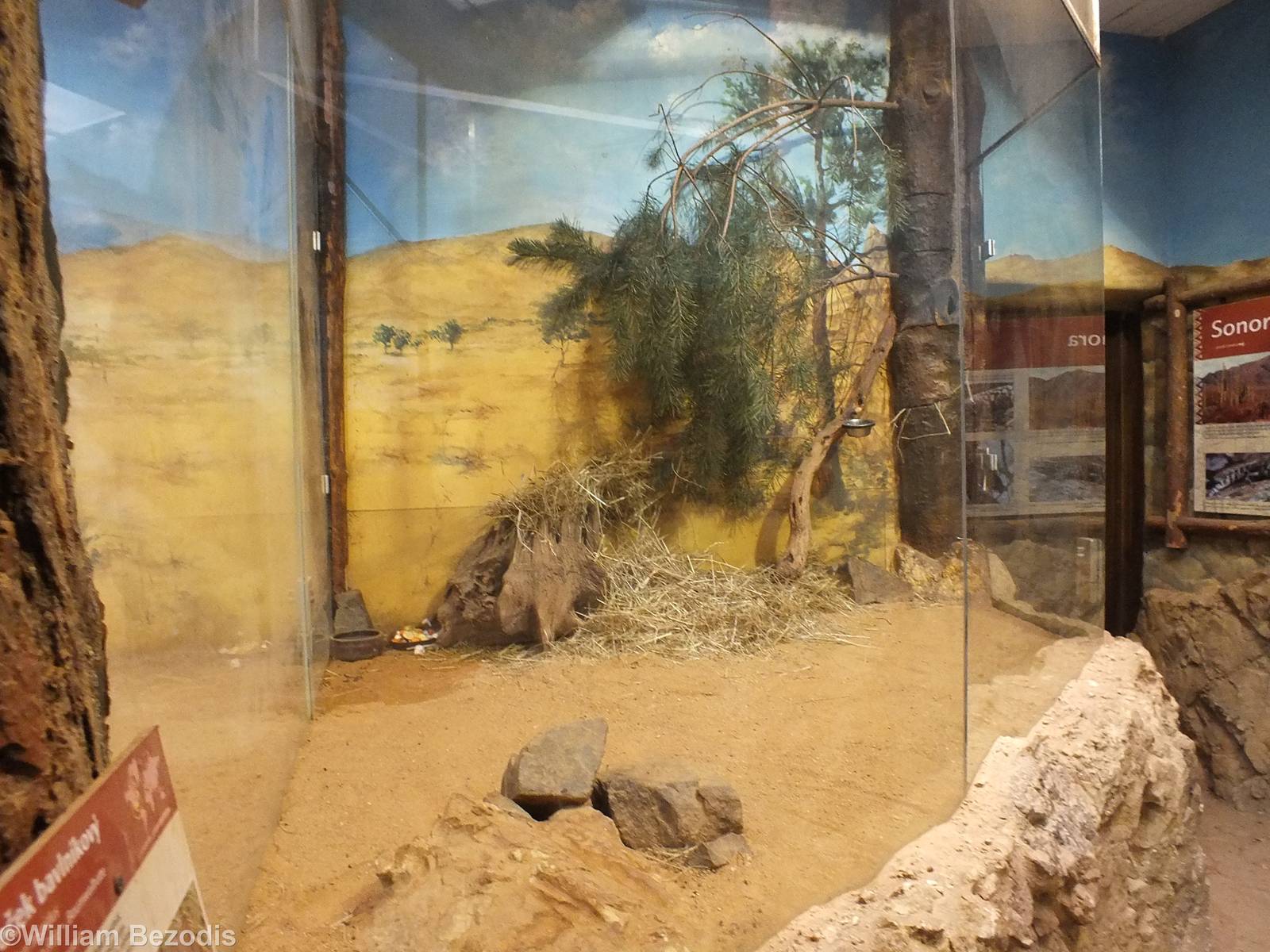 Hispid Cotton Rat and Southern Flying Squirrel Enclosure - Sonora House