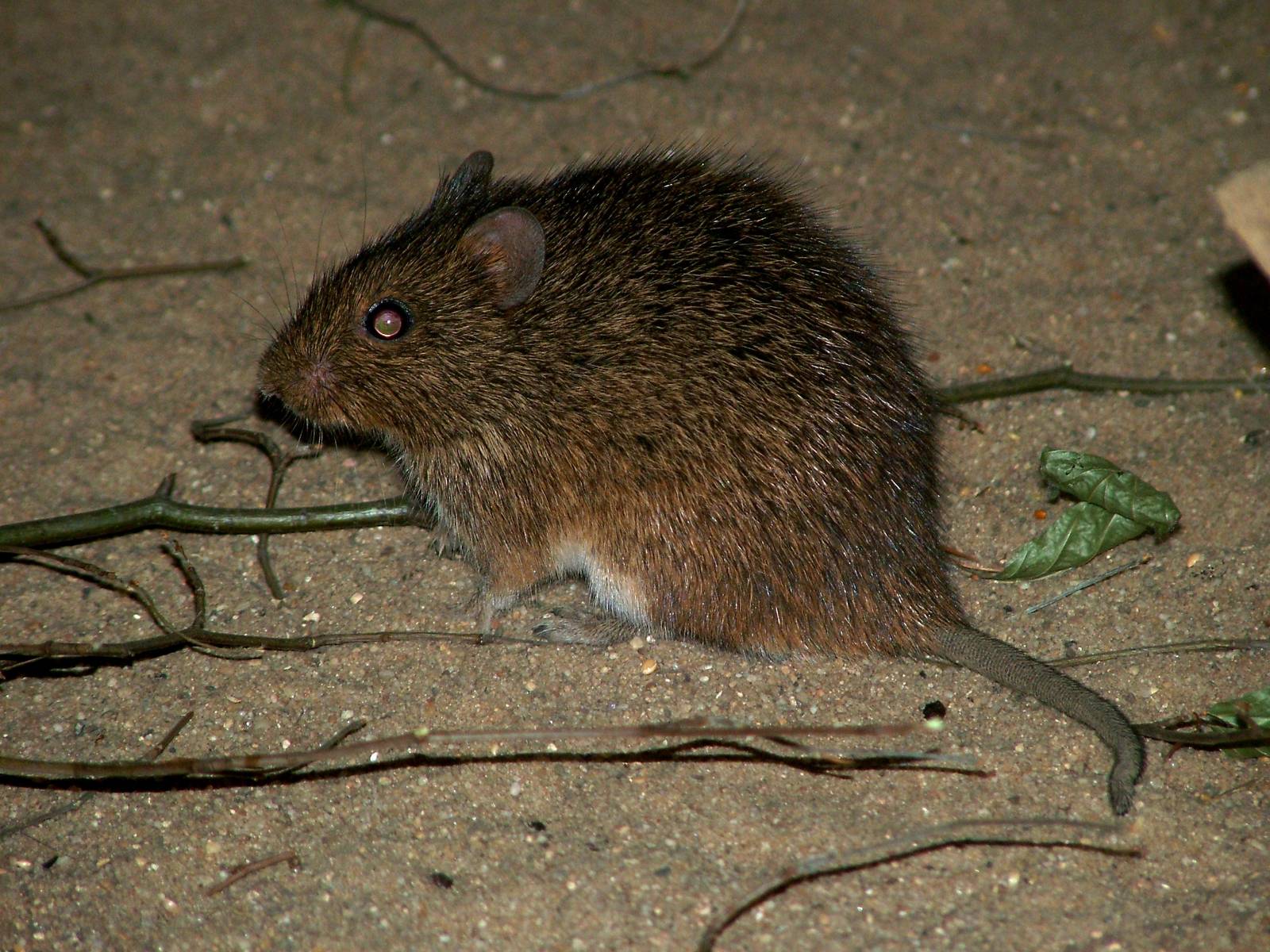 Hispid Cotton Rat at Burgers Zoo Arnhem, 30/05/12