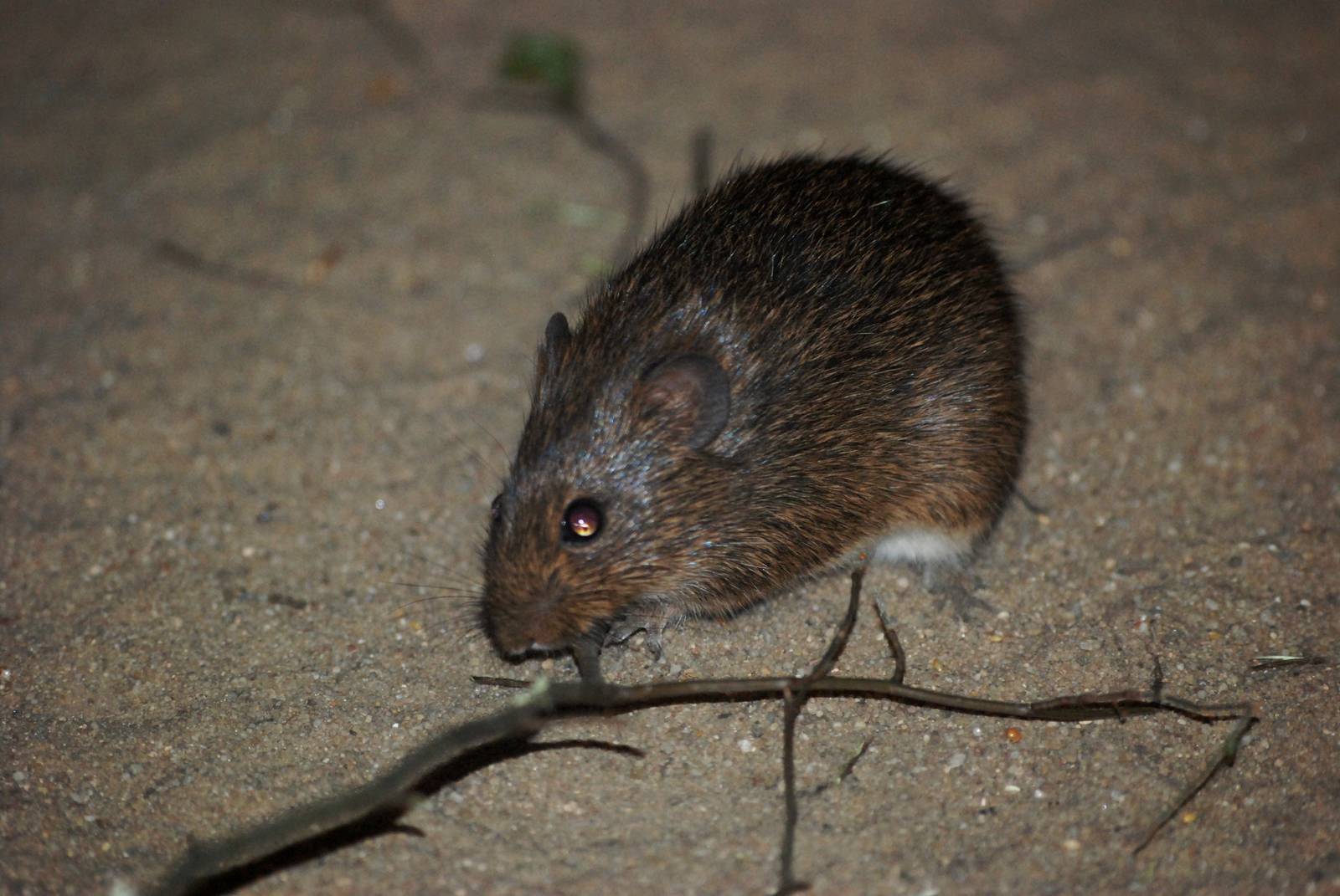 Hispid Cotton Rat at Burgers Zoo Arnhem, 30/05/12