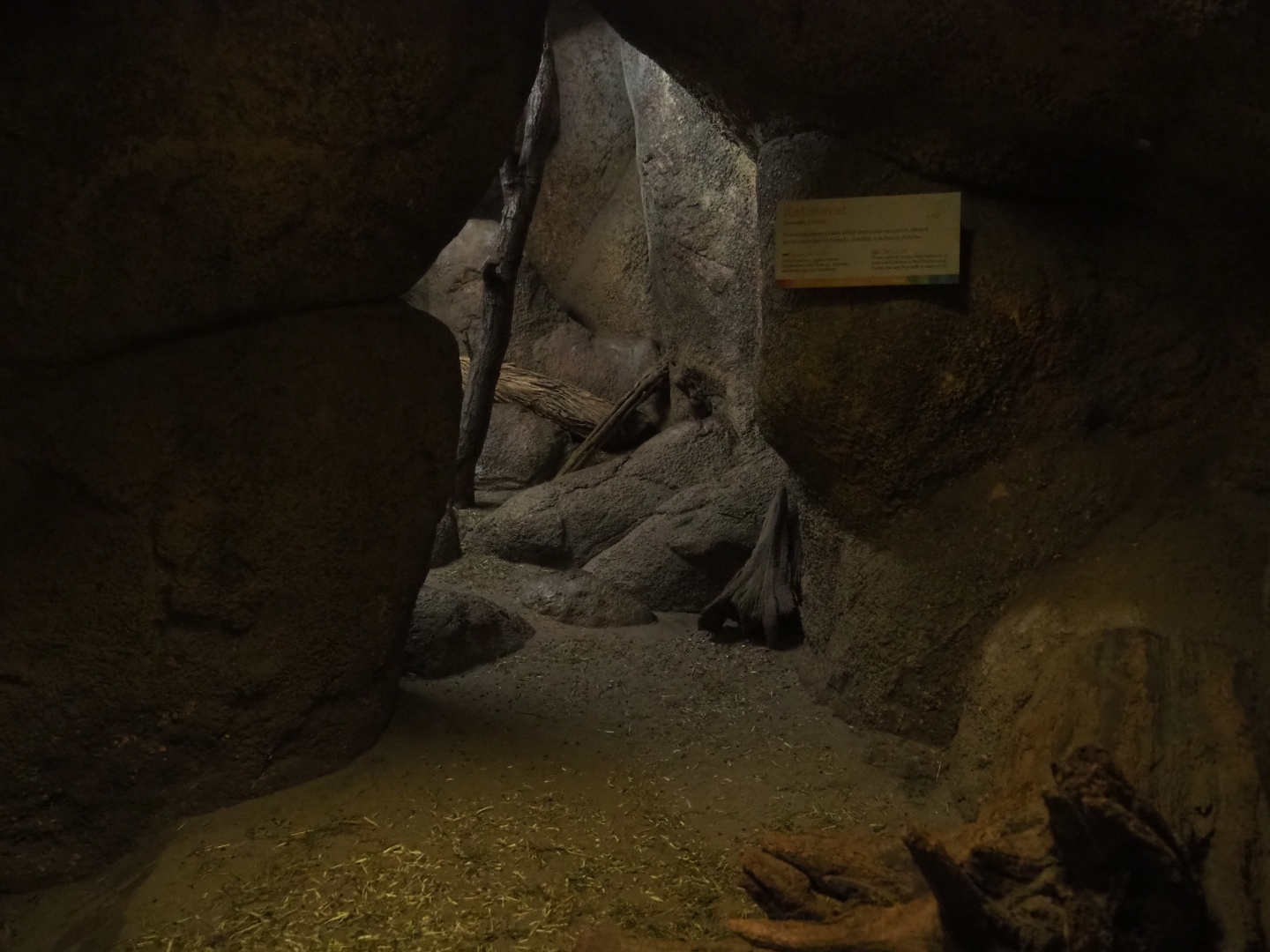 Hispid cotton rat den (Sep 16th, 2018)