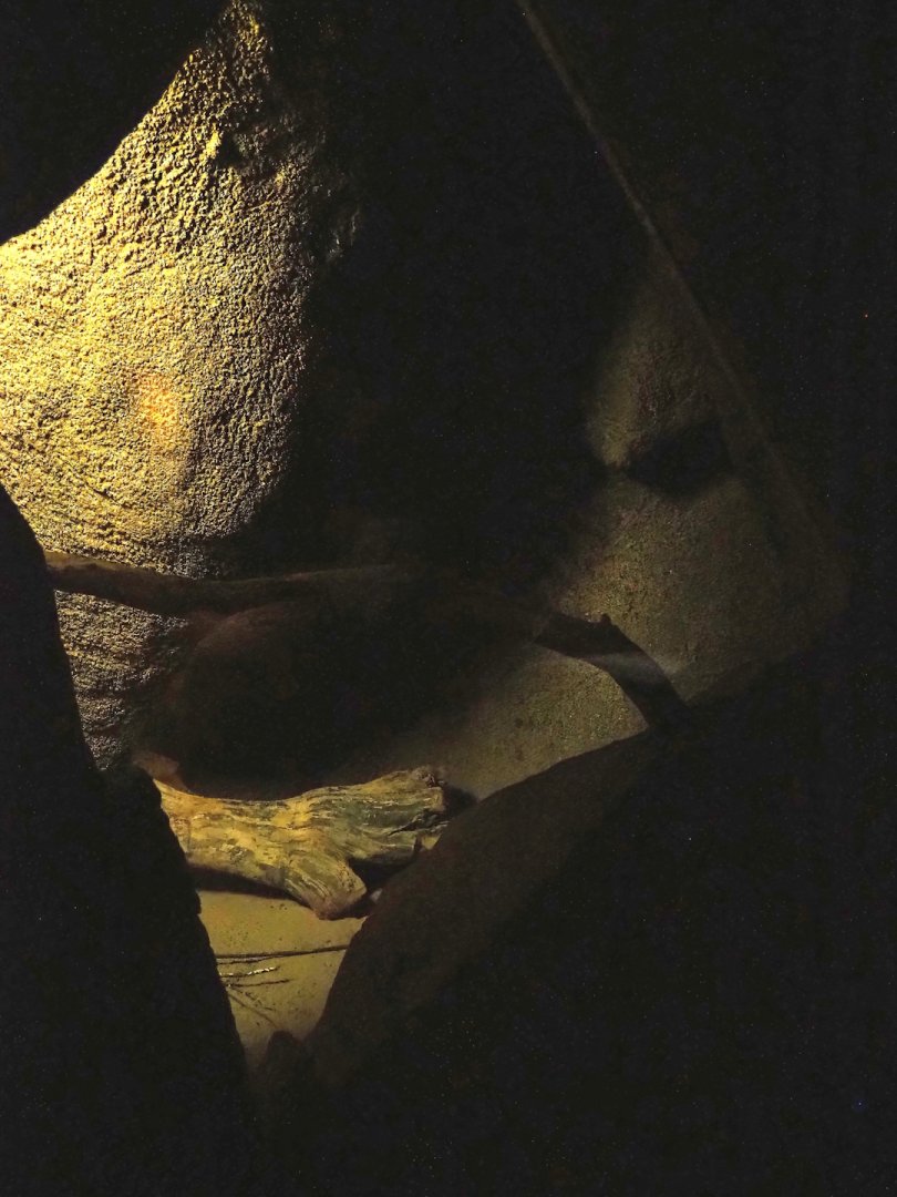 Hispid cotton rat exhibit, 2023-10-07