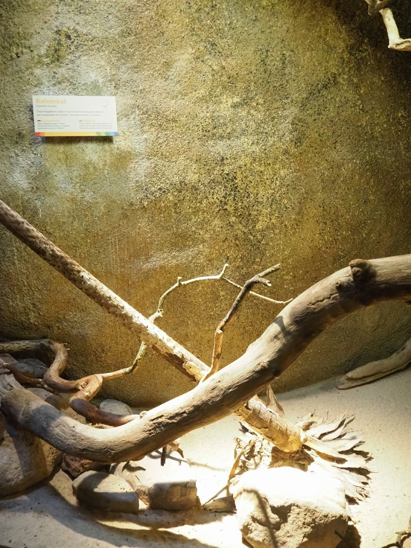 Hispid cotton rat exhibit, 2023-10-07