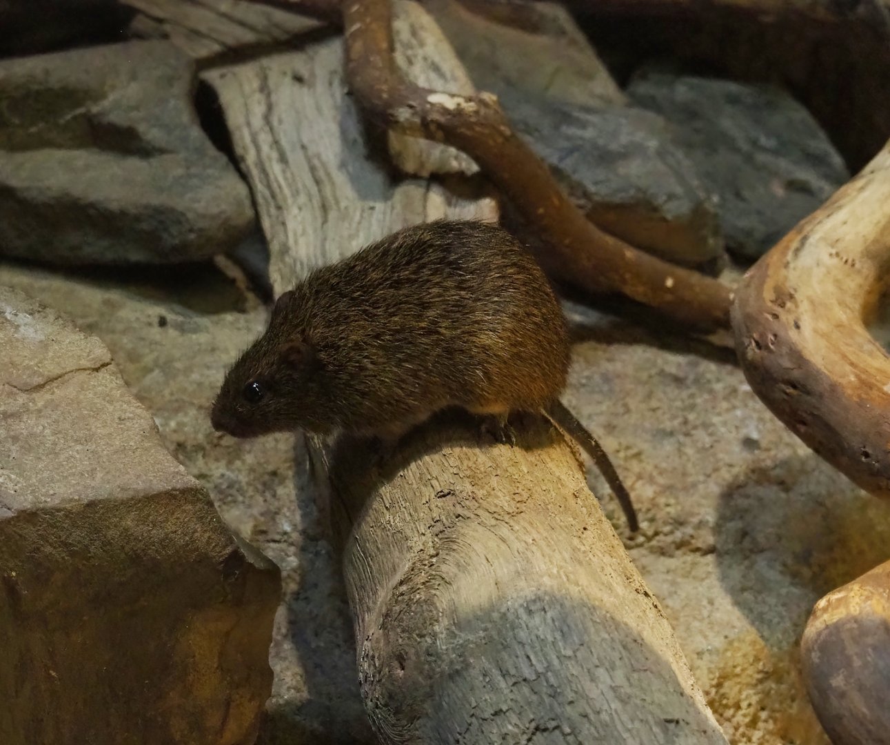 Hispid cotton rat (Sigmodon hispidus), 2023-10-07