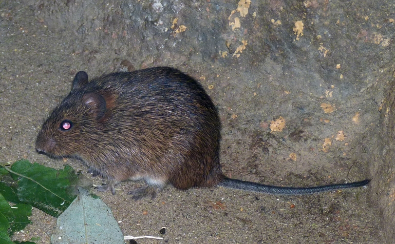 Hispid cotton rat (Sigmodon hispidus)