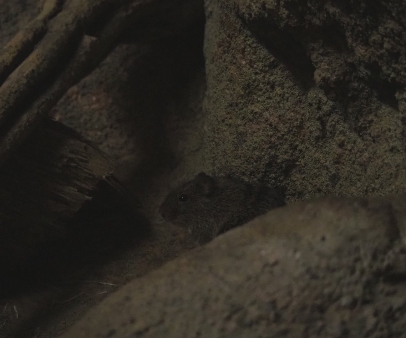 Hispid cotton rat (Sigmodon hispidus)