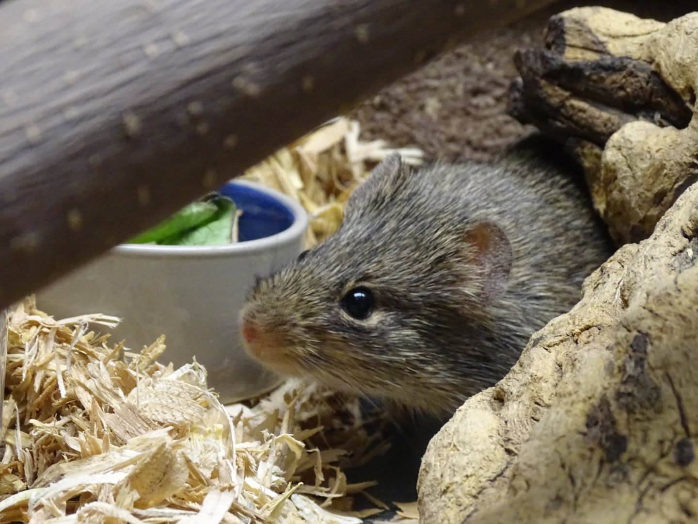 Hispid cotton rat (Sigmodon hispidus)