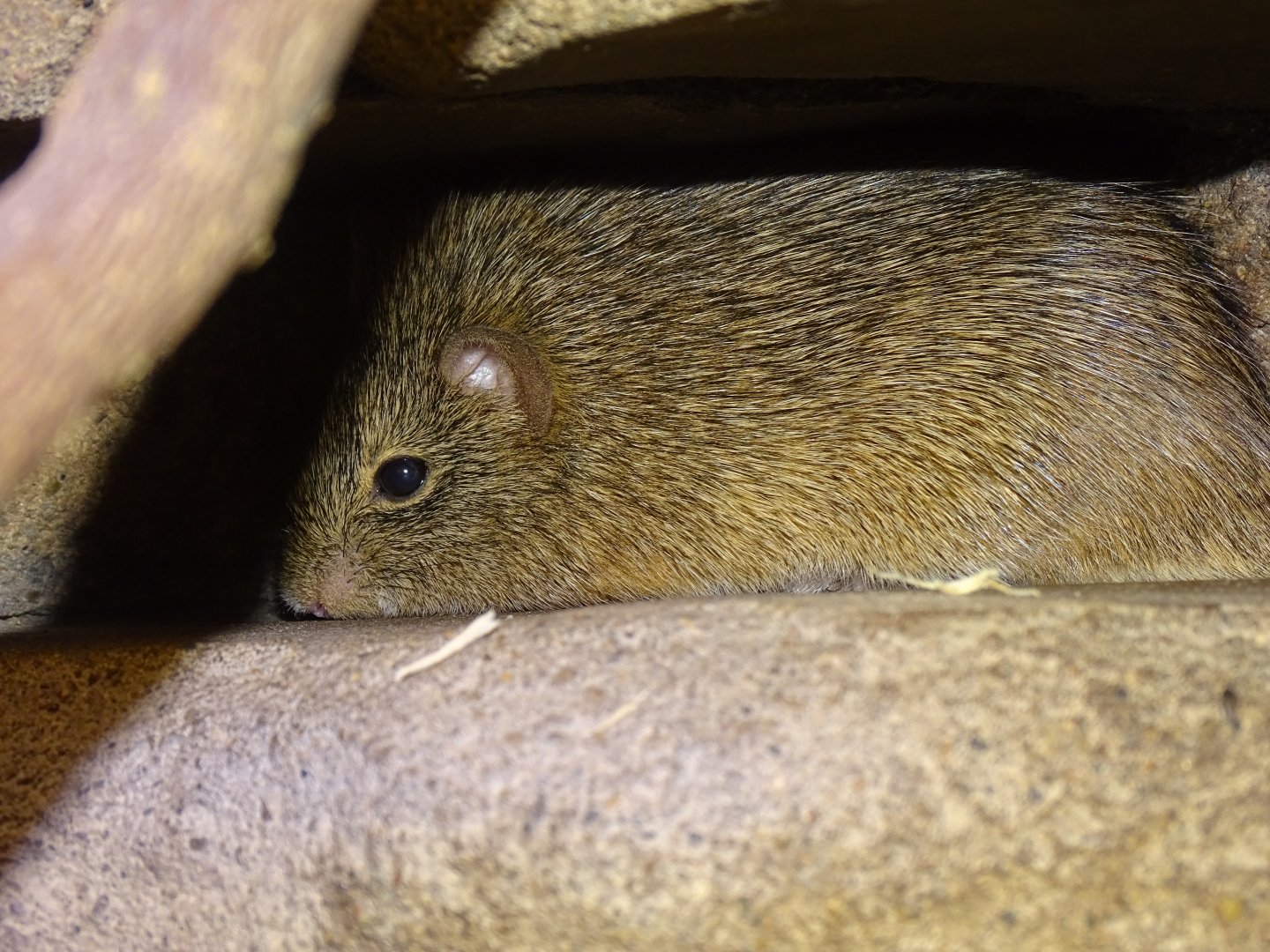 Hispid cotton rat (Sigmodon hispidus)