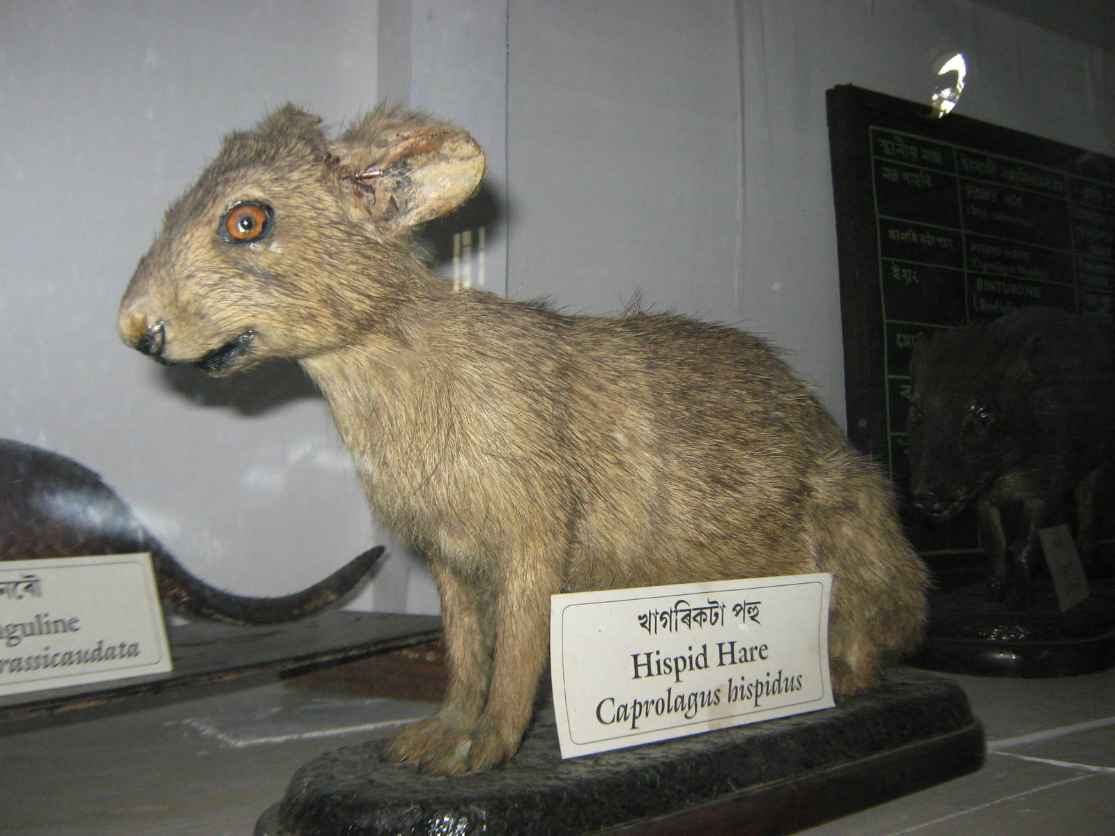 Hispid Hare (Caprolagus hispidus)