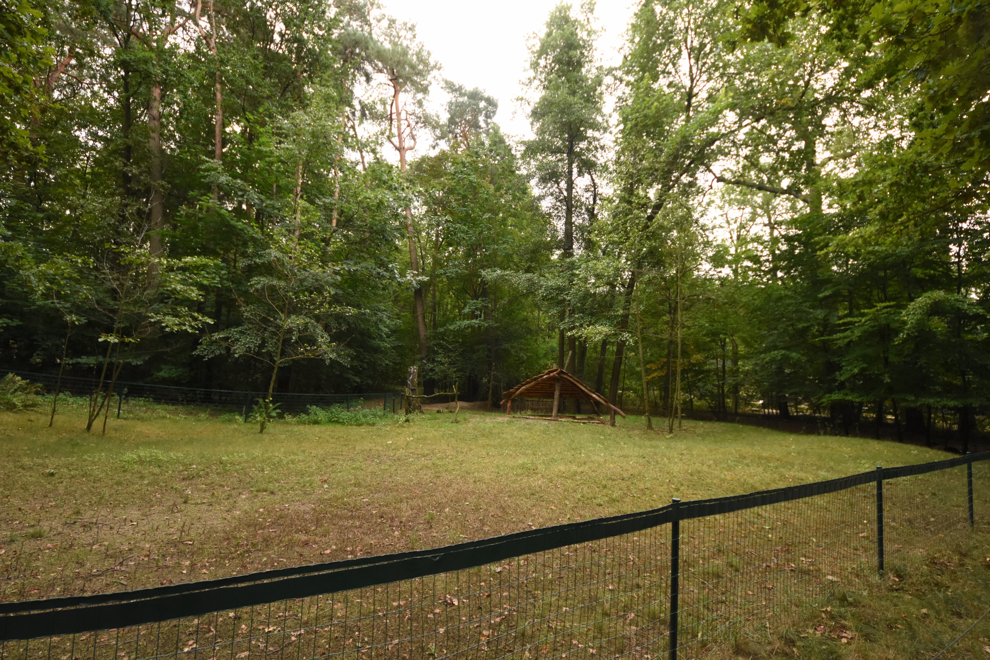 Hissar sheep paddock