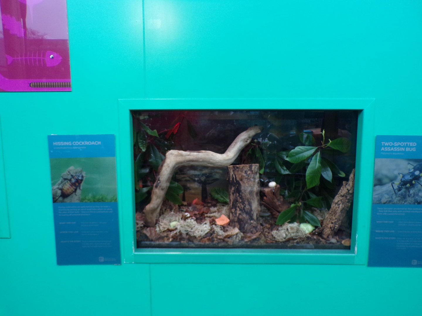 Hissing cockroach exhibit 11.2.25