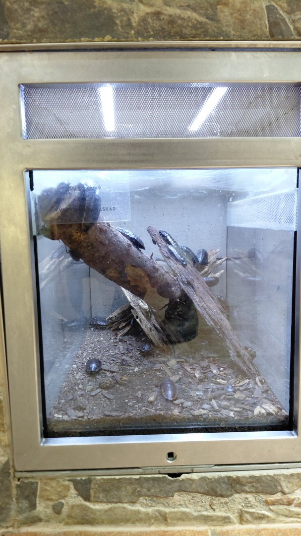 Hissing cockroach exhibit