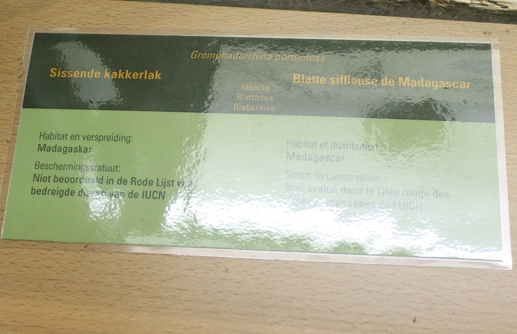 Hissing cockroach-sign