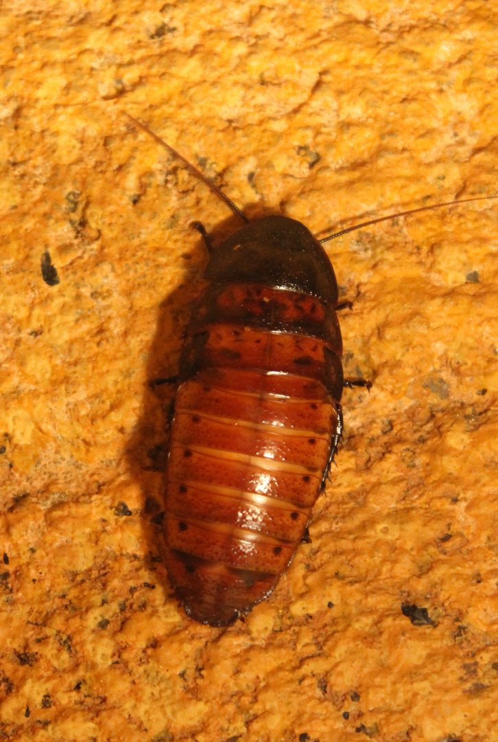 Hissing cockroach