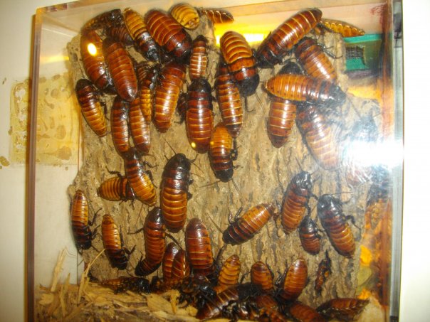 Hissing Cockroaches