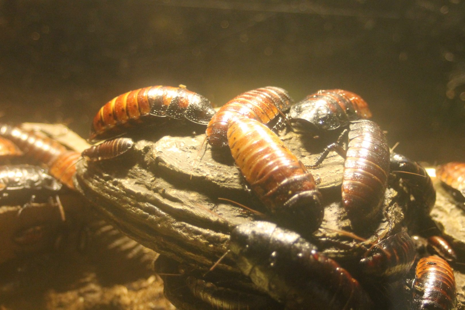 Hissing cockroaches