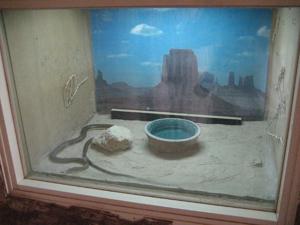 Hissing Sand Snake tank
