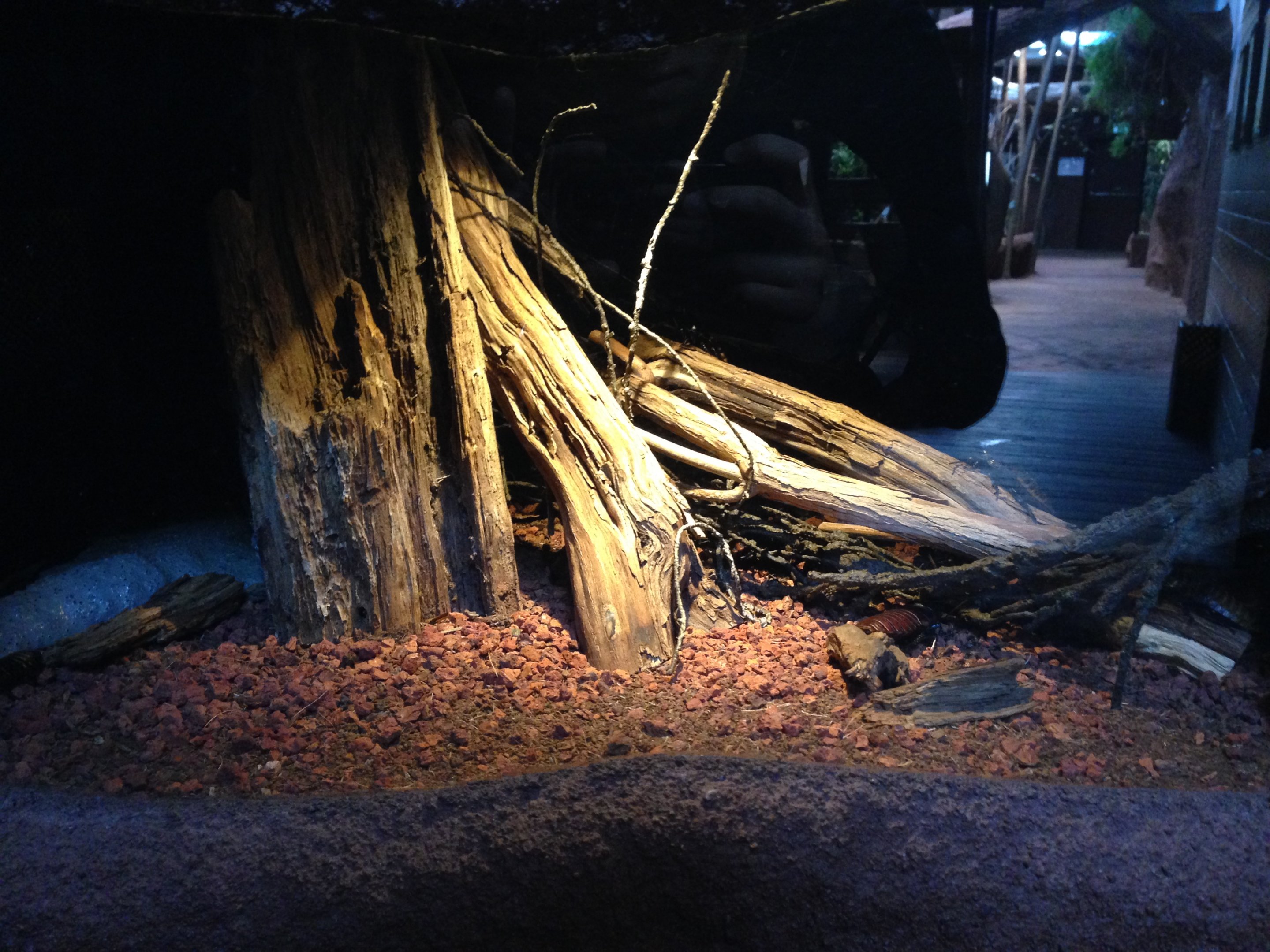 Hissning cockroaches 2016