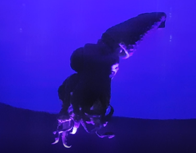 Histioteuthis meleagroteuthis