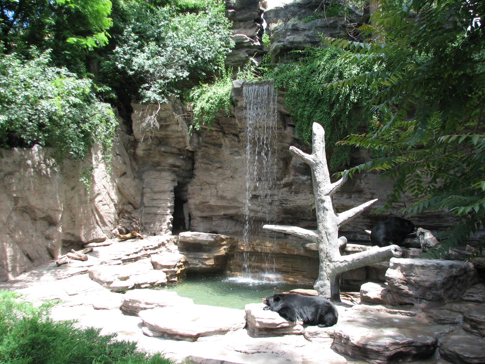 Historic Bear Mountain - Asiatic Black Bear