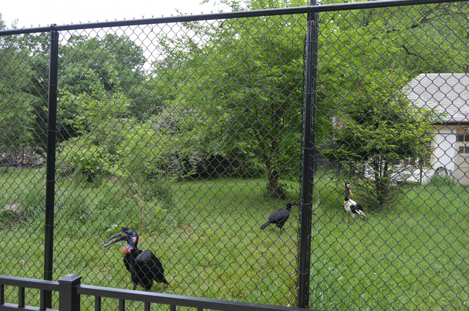 Historic Main Valley - Abyssinian Ground Hornbills (Bucorvus abyssinicus) and Saddle-billed Stork (Ephippiorhynchus senegalensis)
