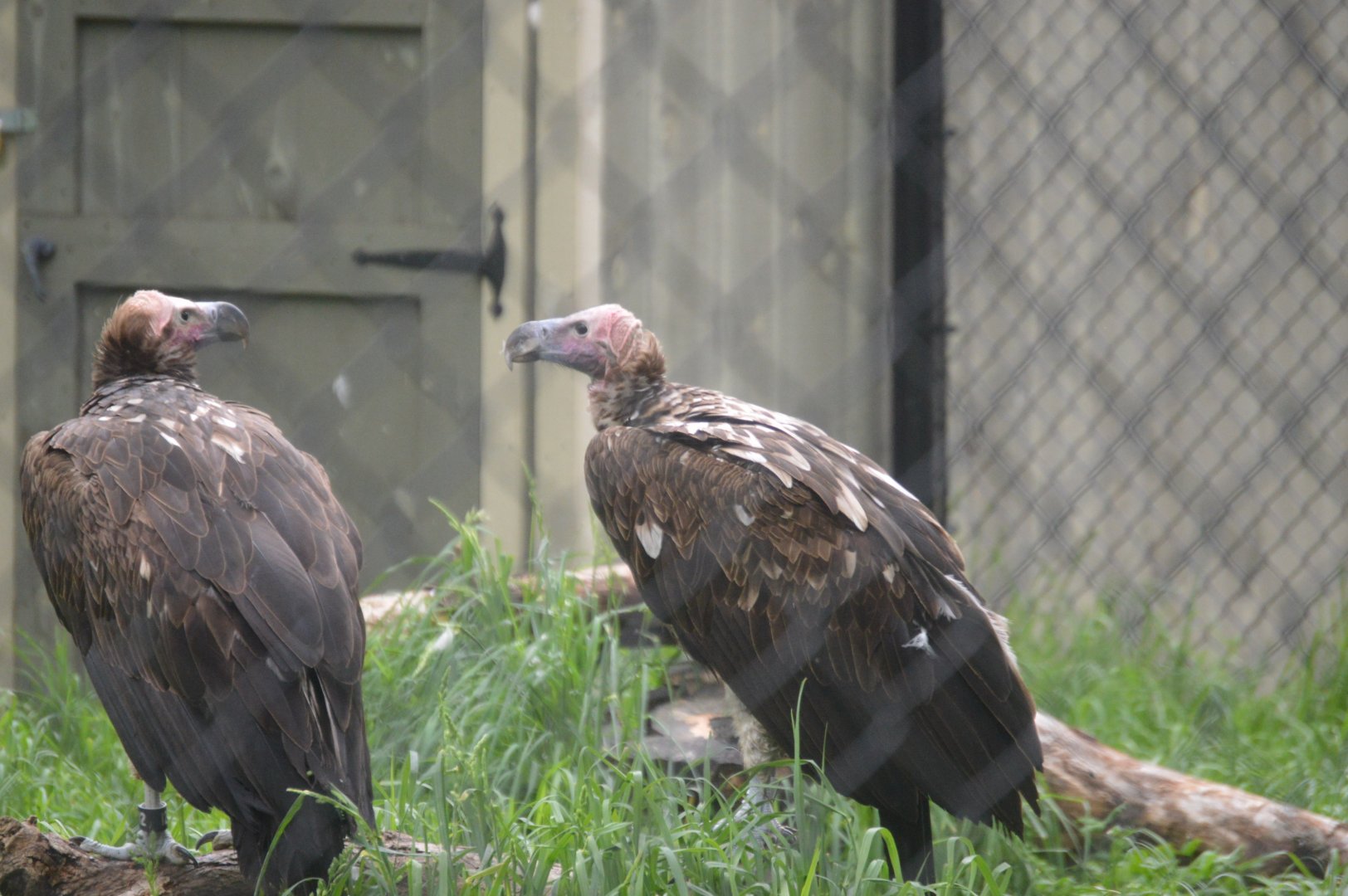 Historic Main Valley - Lappet-faced Vulture (Torgos tracheliotos)