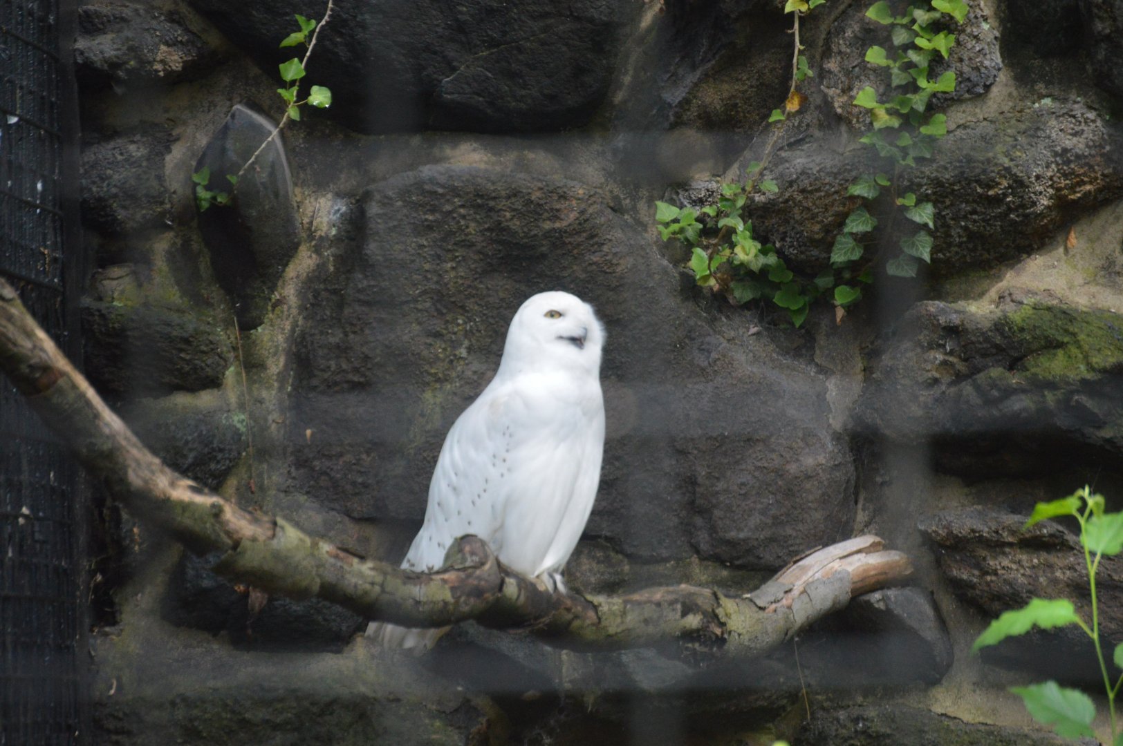 Historic Main Valley - Snowy Owl (Bubo scandiacus)