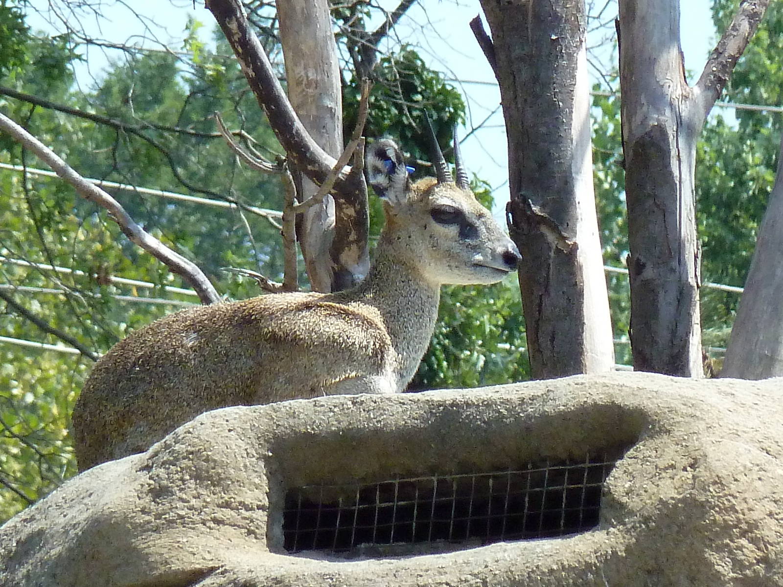 Historic Monkey Mountain - Klipspringer