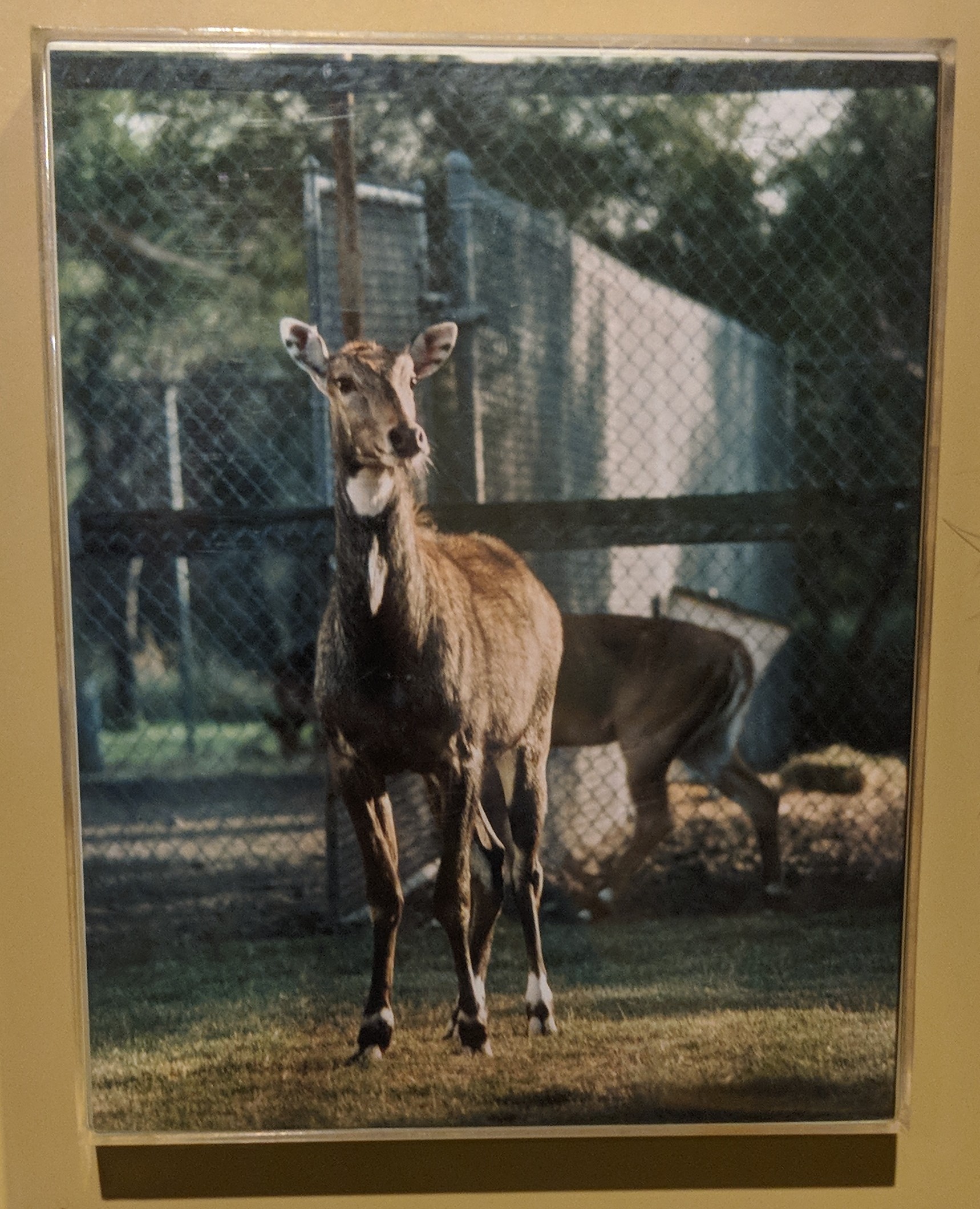 Historic photograph of captive Nilgai (Boselaphus tragocamelus)