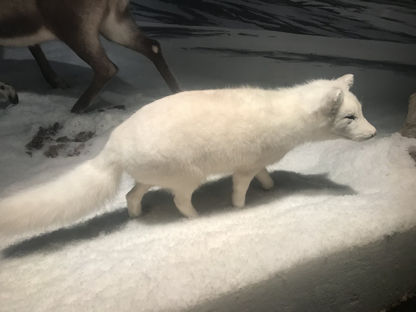 Historic Scotland- Arctic fox