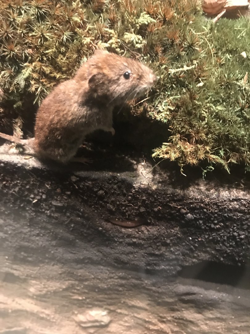 Historic Scotland- Bank vole