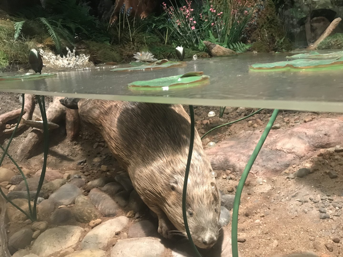 Historic Scotland- Beaver underwater