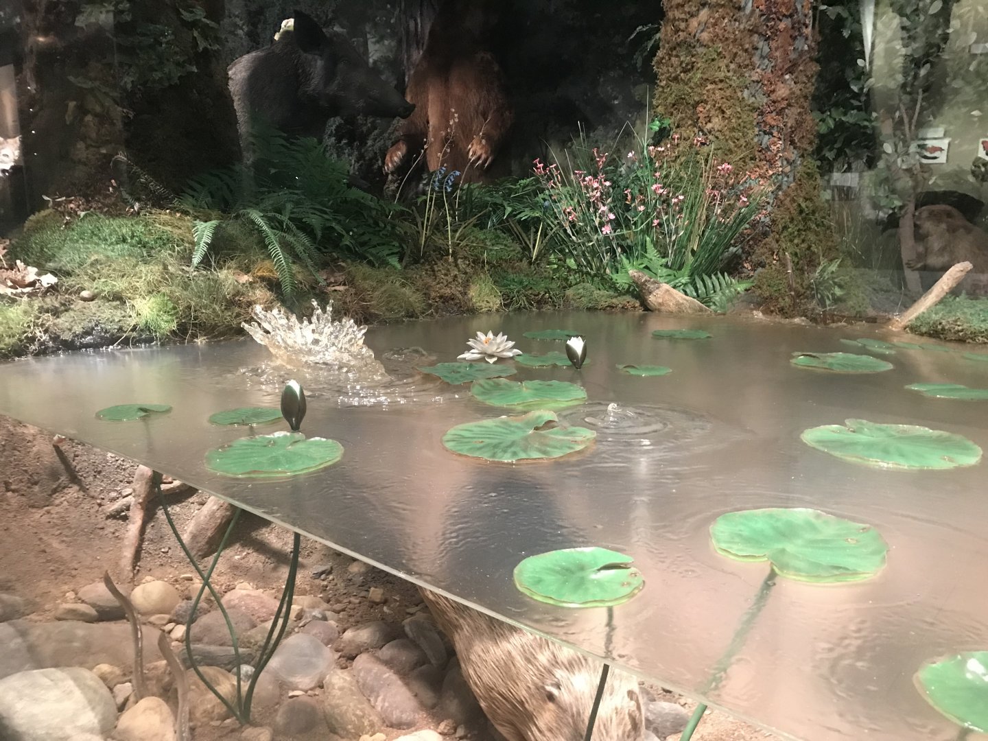 Historic Scotland- Beaver underwater