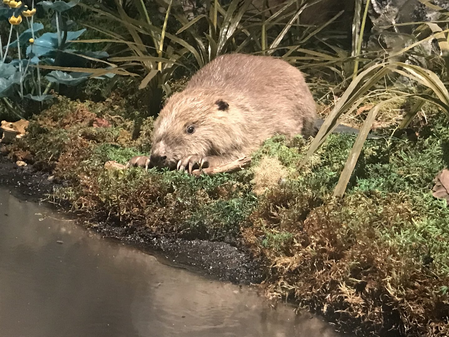 Historic Scotland- Beaver