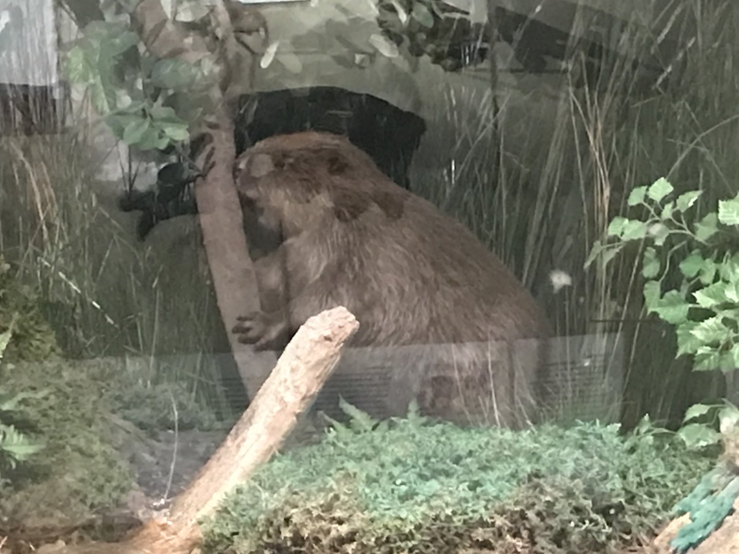 Historic Scotland- Beaver