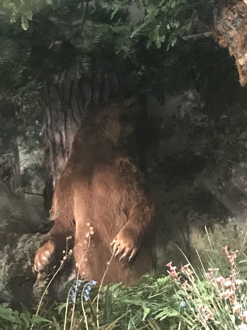 Historic Scotland- Brown bear