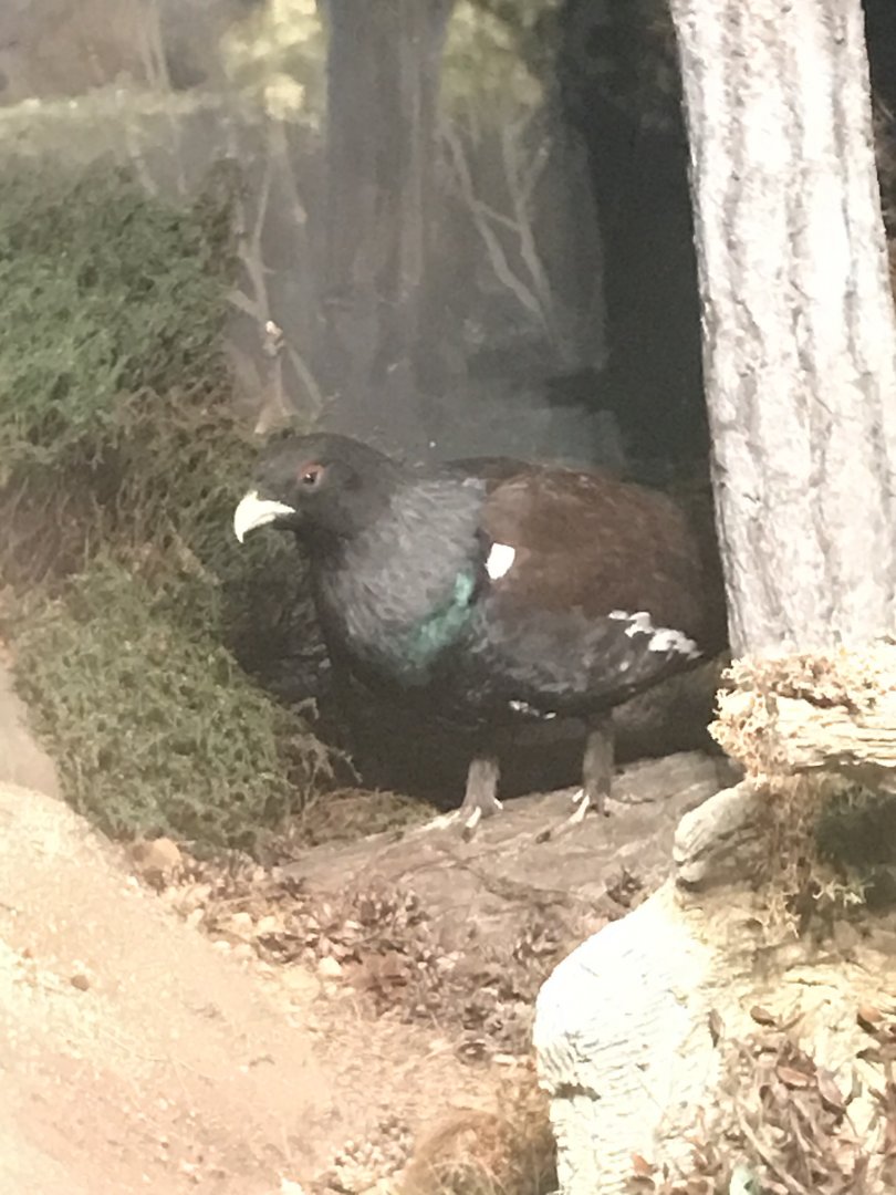 Historic Scotland- Capercaillie