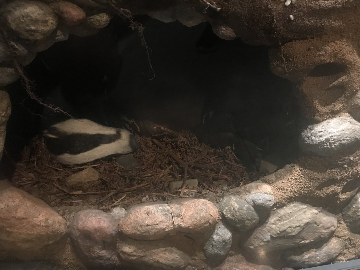 Historic Scotland- Eurasian badger