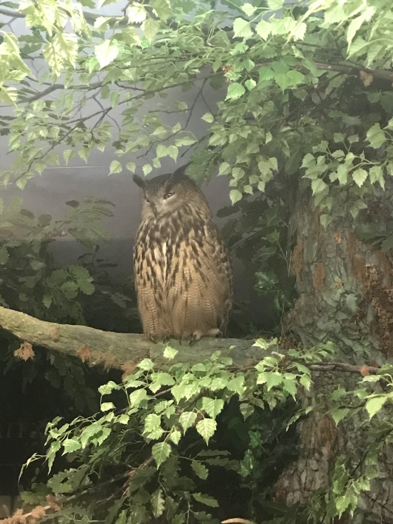 Historic Scotland- Eurasian Eagle owl