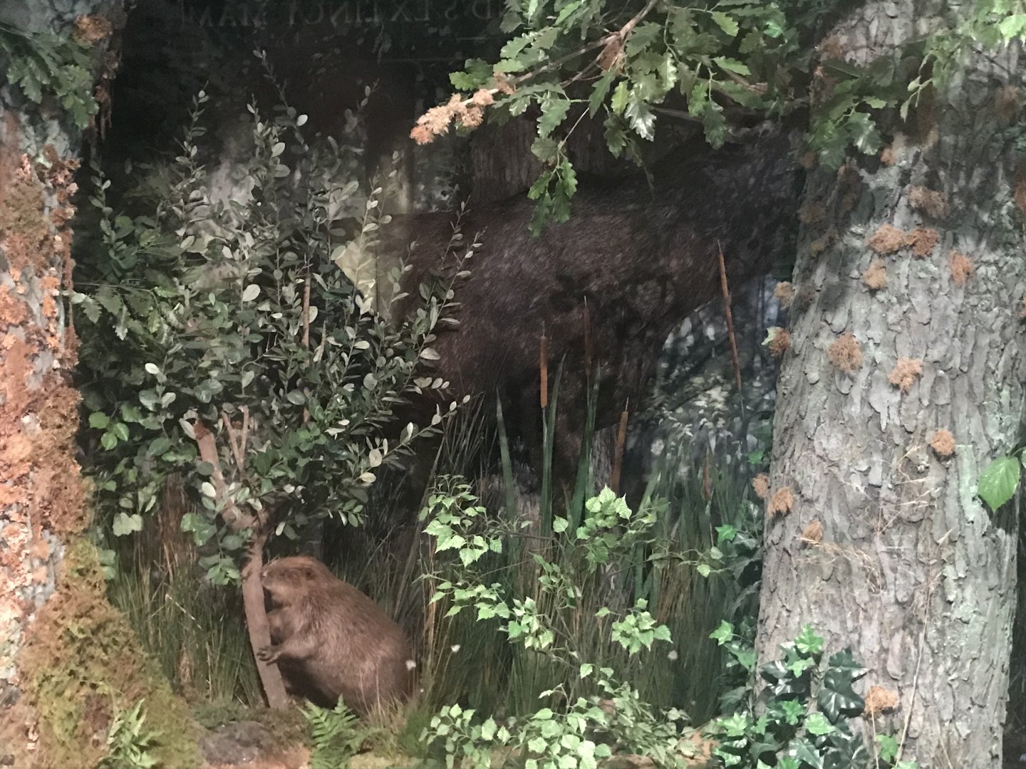 Historic Scotland- Eurasian Elk