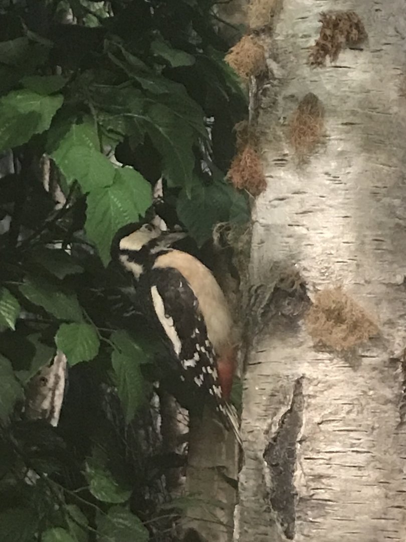 Historic Scotland- Great spotted woodpecker