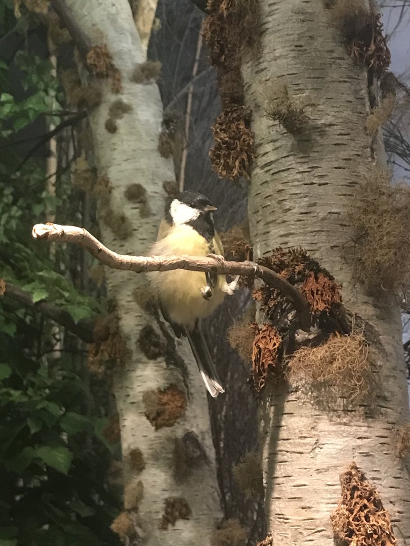 Historic Scotland- Grey tit