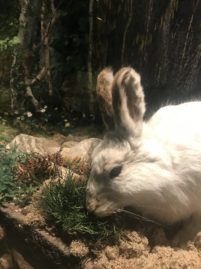 Historic Scotland- Northern Lynx hunting Mountain hare