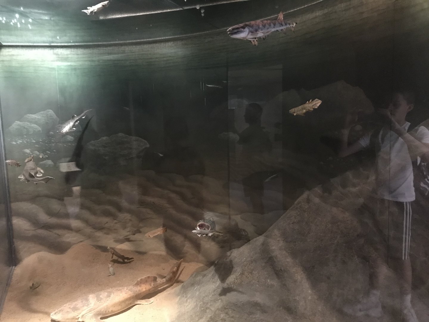 Historic Scotland- Prehistoric species exhibit (2)