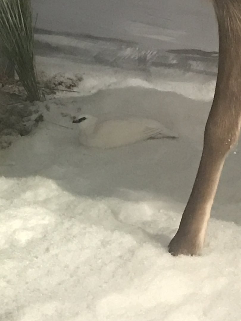 Historic Scotland- Ptarmigan