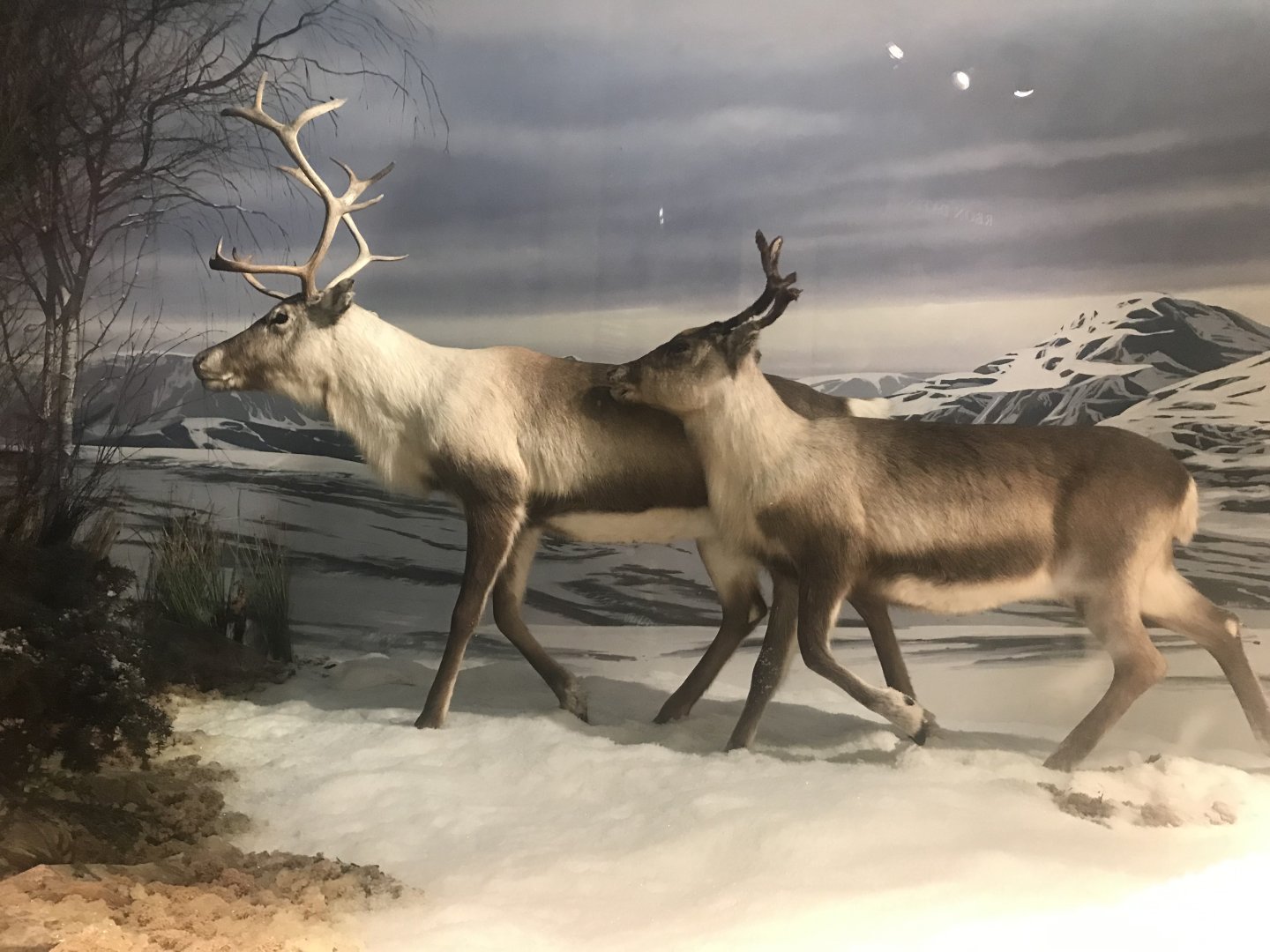 Historic Scotland- Reindeer