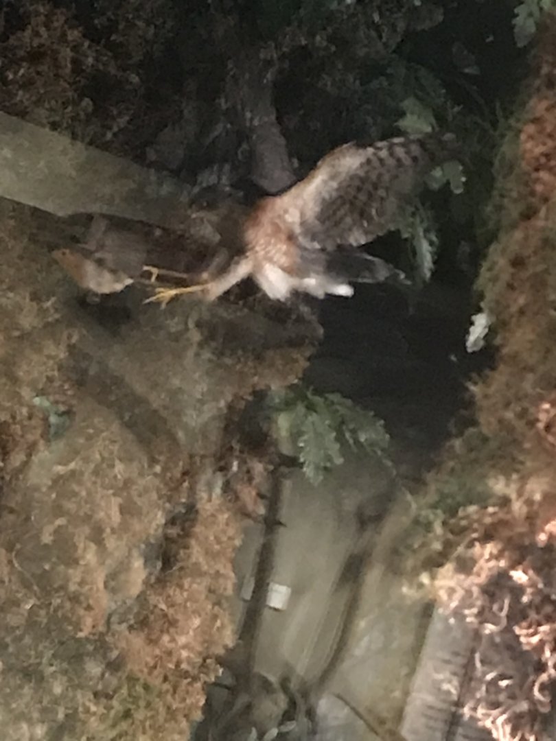 Historic Scotland- Sparrowhawk hunting robin