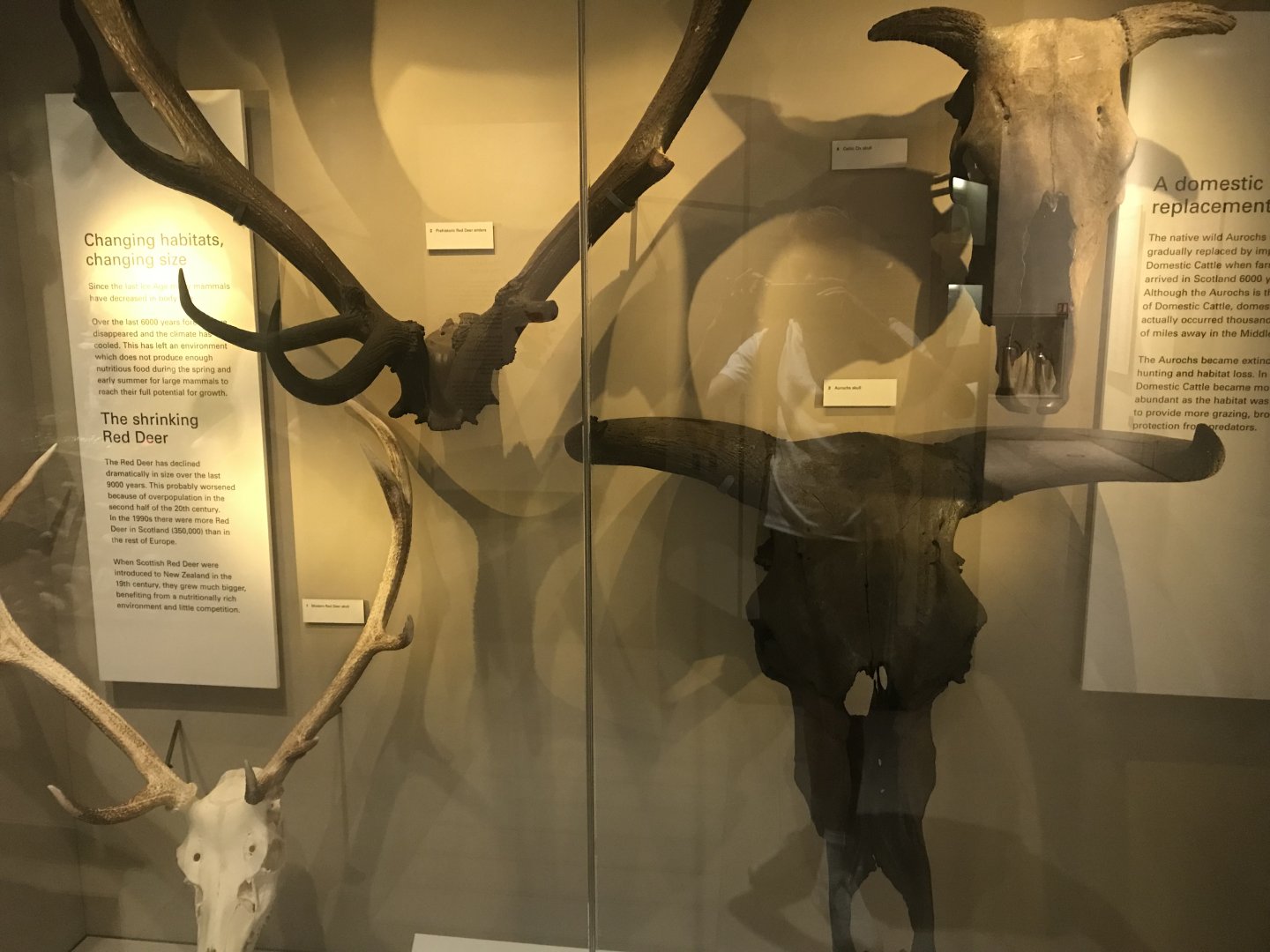 Historic Scotland- Ungulate skulls