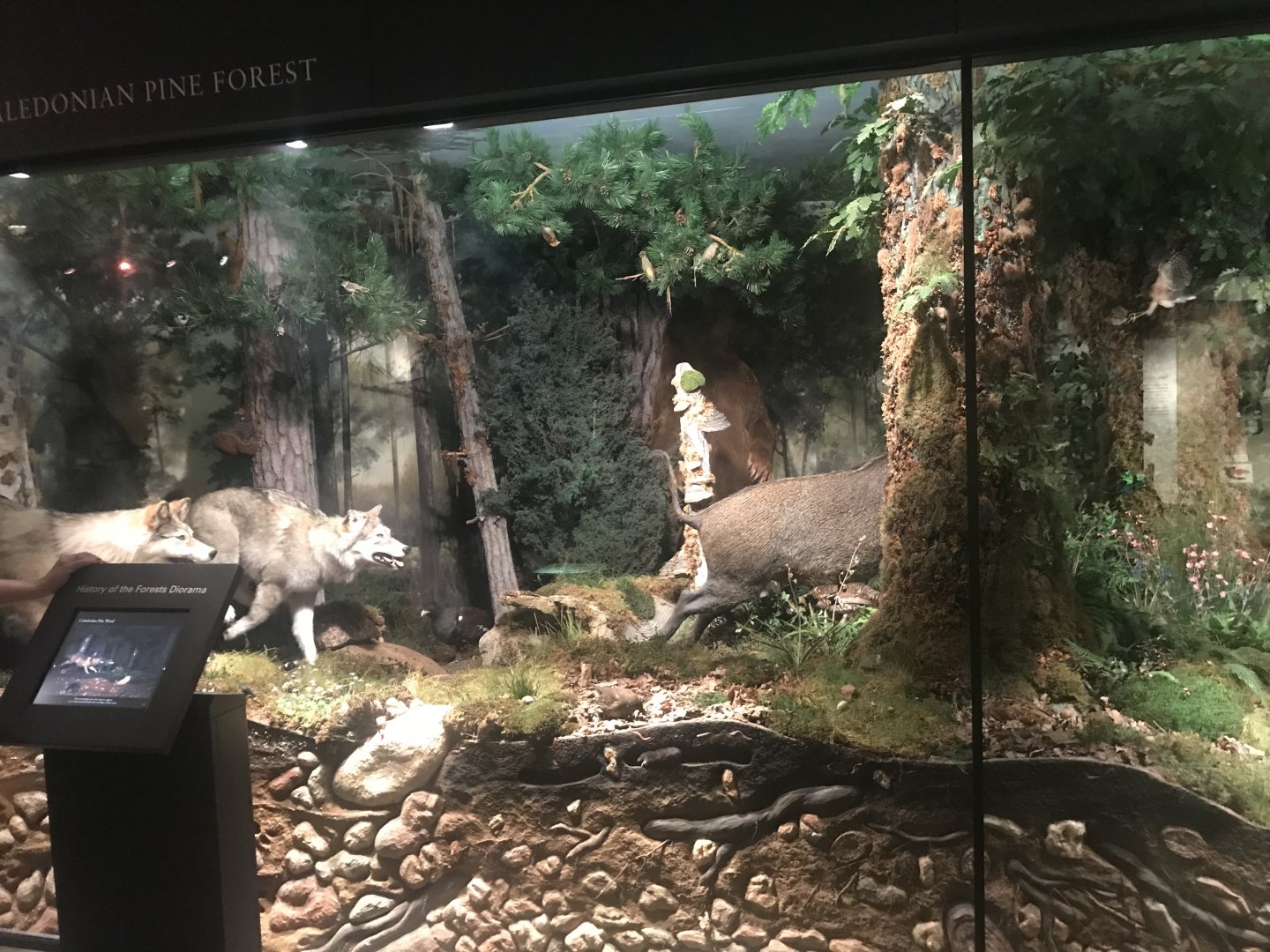 Historic Scotland- View of exhibit