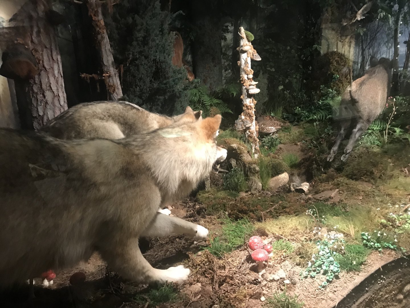 Historic Scotland- Wolves hunting wild boar