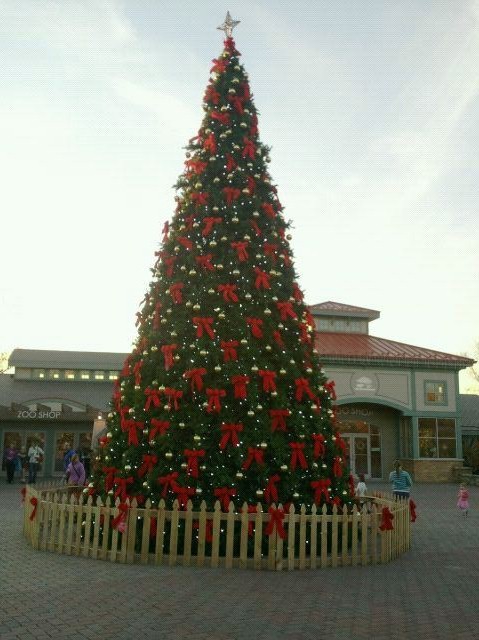 Historic Vine Street Village-International Tree